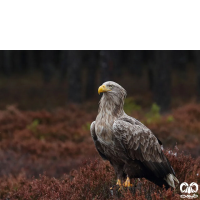 گونه عقاب دریایی دم سفید White tailed Eagle